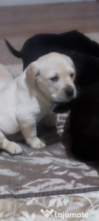 De vânzare căței Labrador