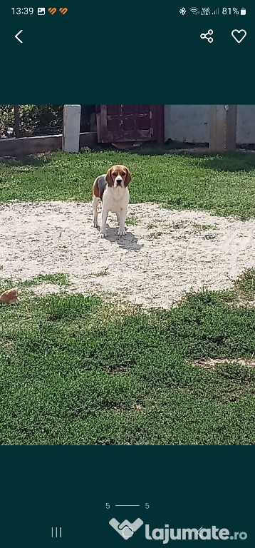 Catelusa beagle