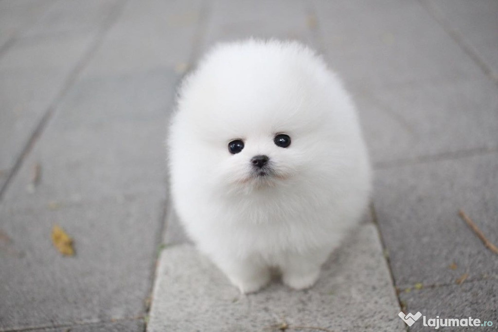 Minunat cățeluș Pomeranian alb pur disponibil pentru adopție