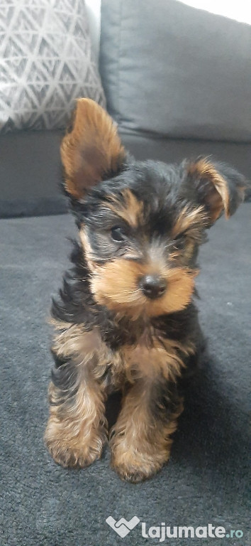 Yorkshire terrier vaccinați și deparazitați