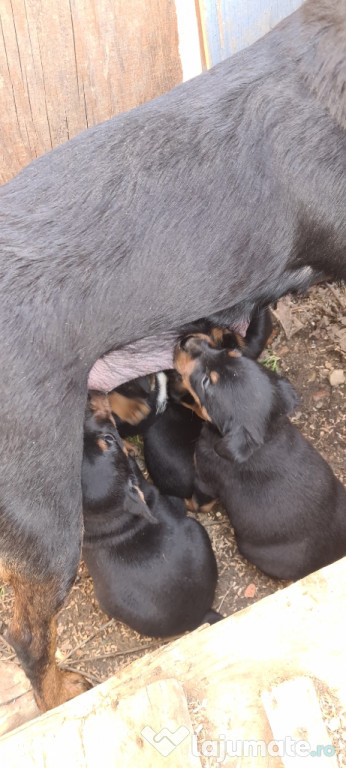 Jagdterrier de vanzare