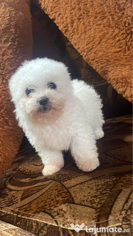 Bichon