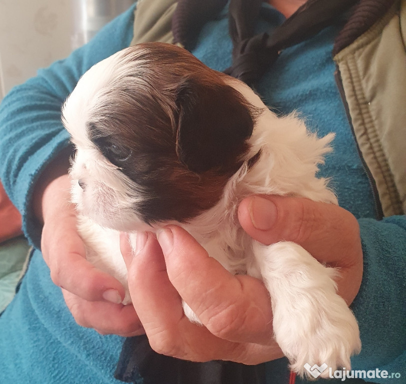 Vând cățeluș shihtzu