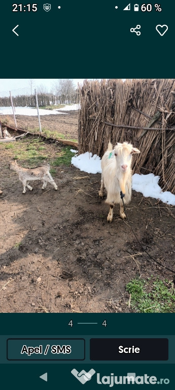 Vând Capră cu ieduță