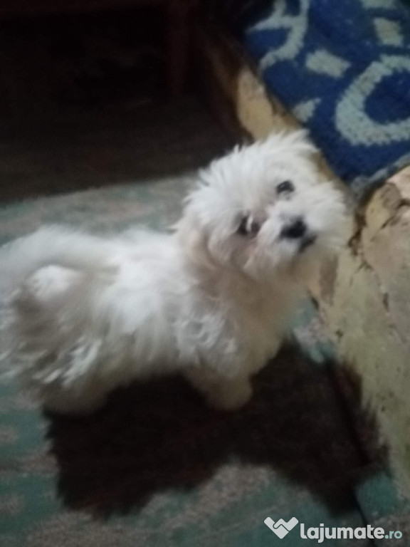 Bichon alb