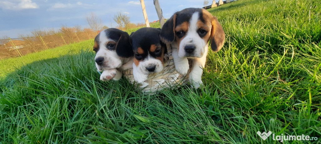 Cățeluși Beagle tricolor