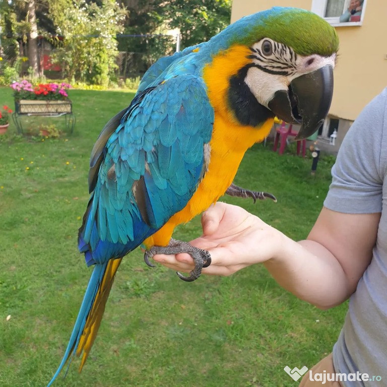 Scarlet macaw parrot