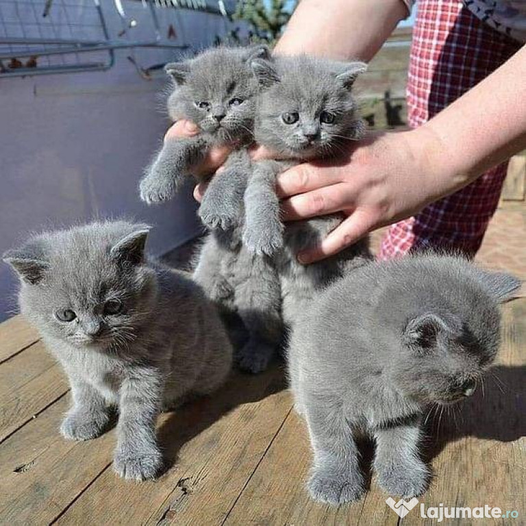 Iris și British Shorthair