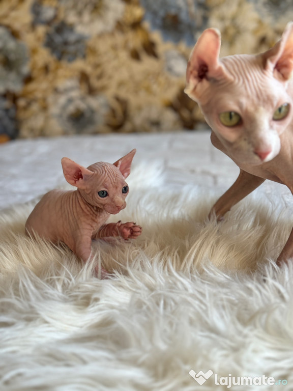 Pui Sphynx Elf și Canadian
