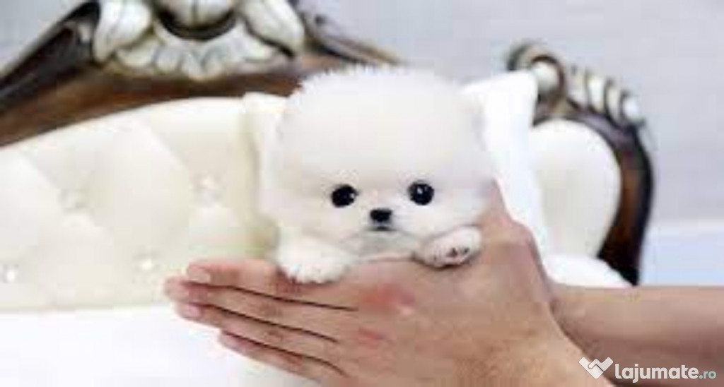 Pomeranian boo mini