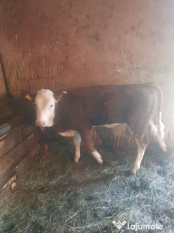 Vaca cu vitea de 4 luni