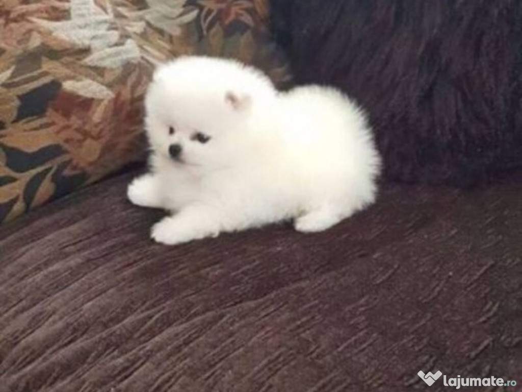 Pomeranian mini boo toy