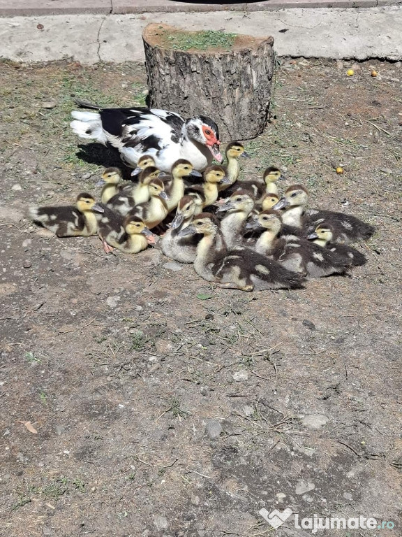 Rata cu boboci leseasca outoare