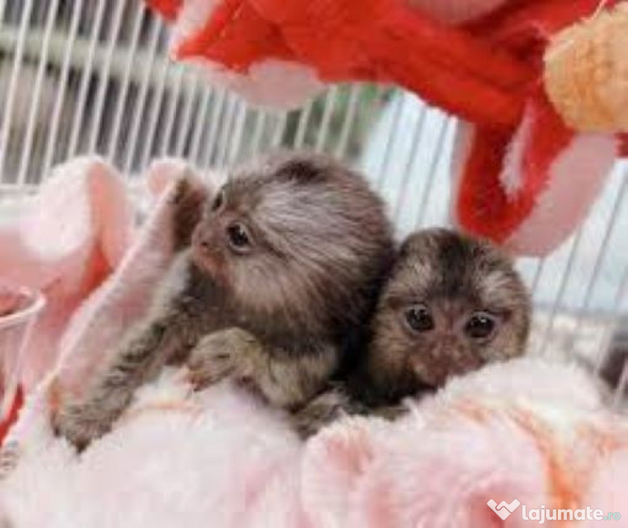 Maimuțe marmoset disponibile pentru adopție.