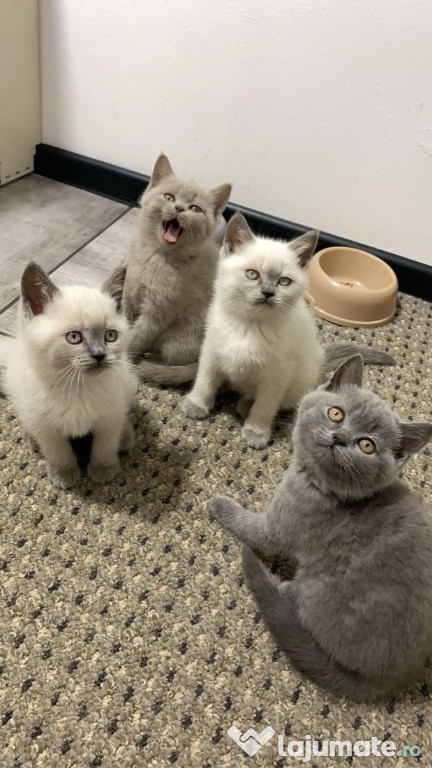 British Shorthair