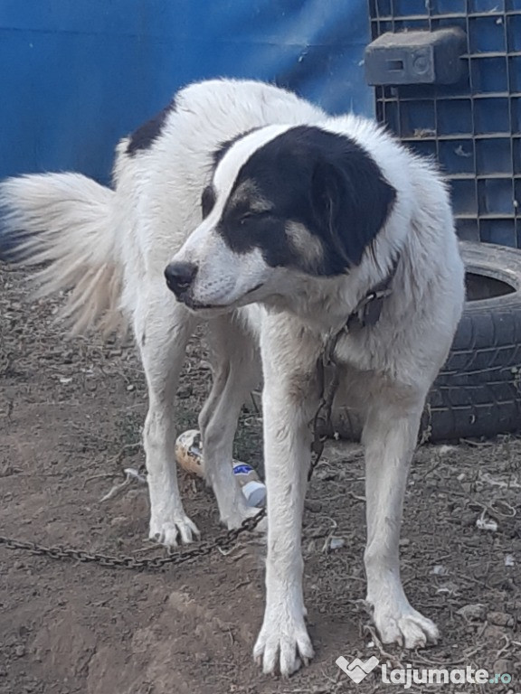 VAND femela de CR Bucovina!