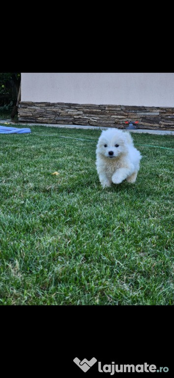 Vand Pui Samoyed - mascul și femela