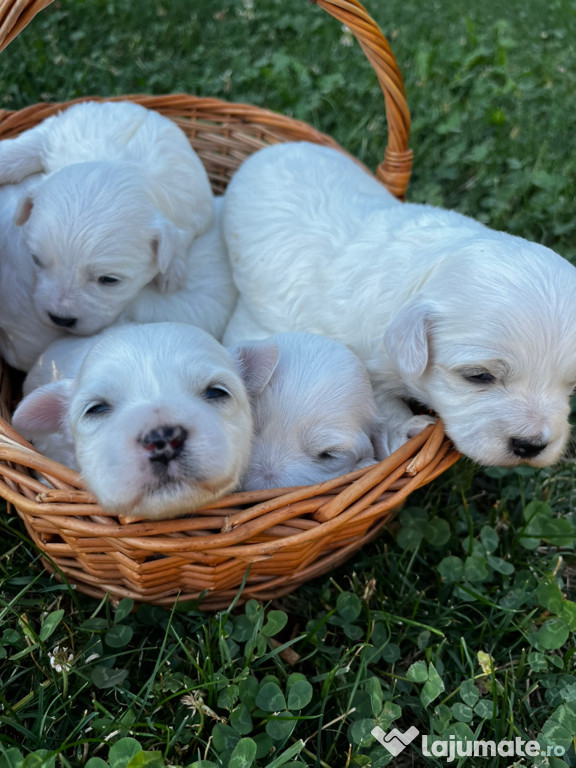 Pui căței bichon maltez