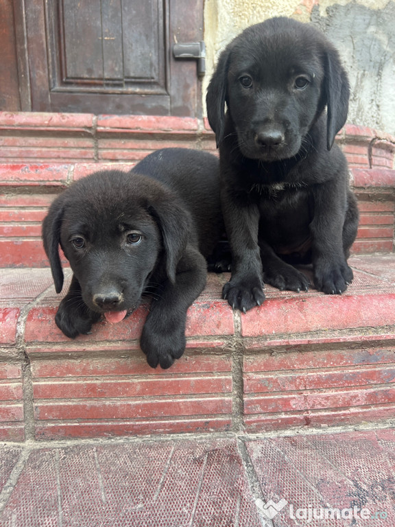 Labrador Retriever