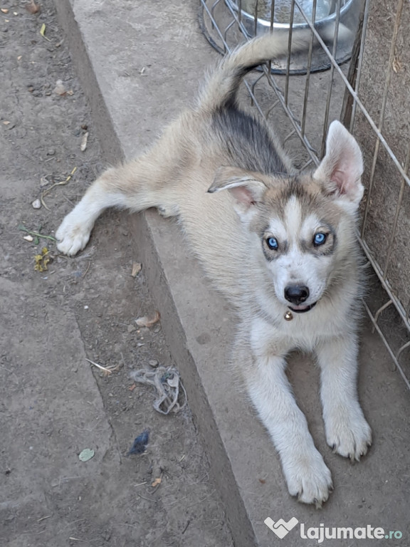 Husky siberian 4 buc 2+2 fetite +baieti 