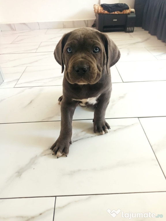 Cane Corso pur de vânzare