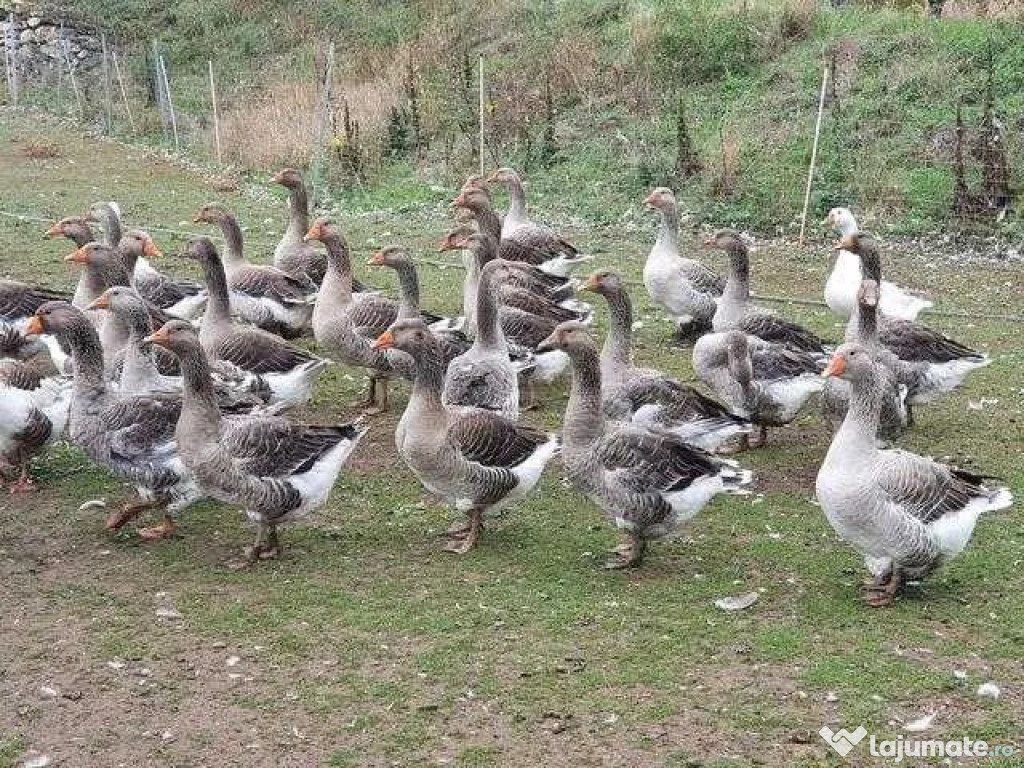 Gâști Toulouse - de 9 kg - nu expediem in tara