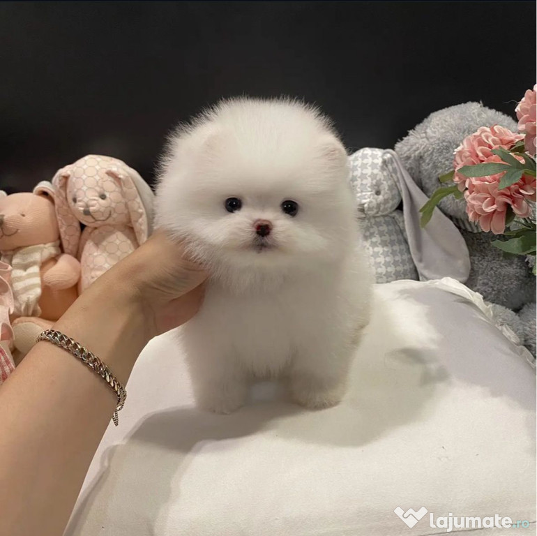 Pomeranian cu pedigree