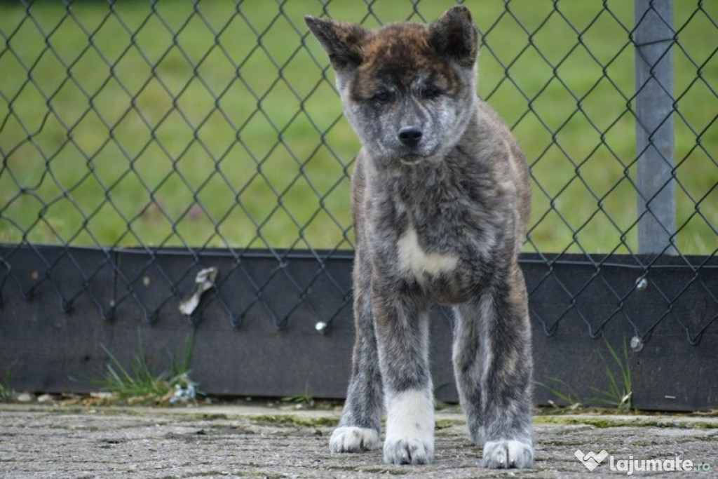 Catelusi Akita inu