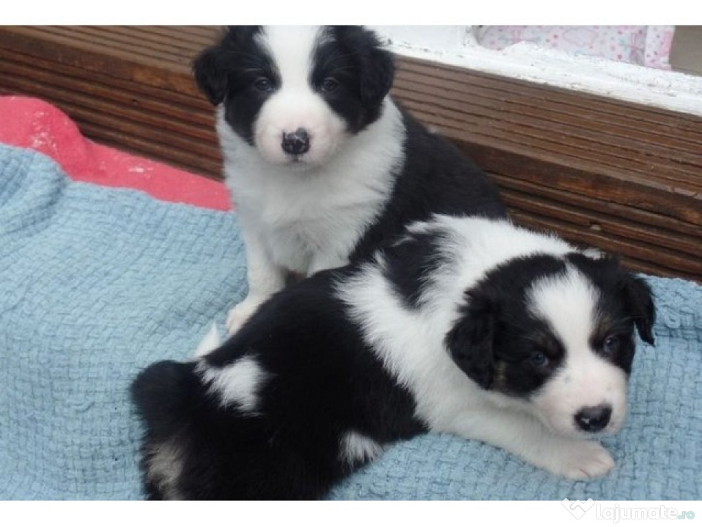 Frumos Border Collie