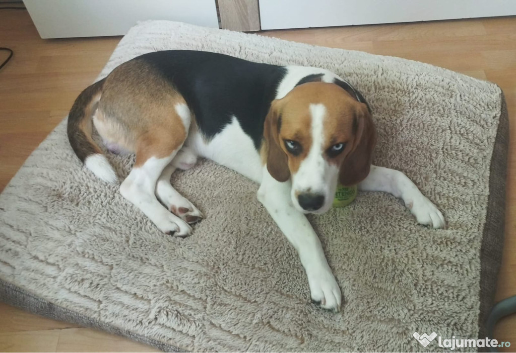 Catel Beagle cu ochii albaștrii