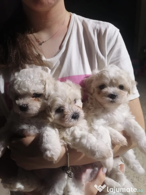 Pui Bichon maltez