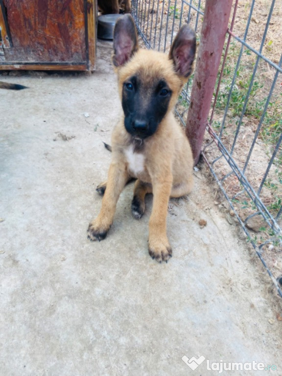 Pui Ciobanesc belgian malinois