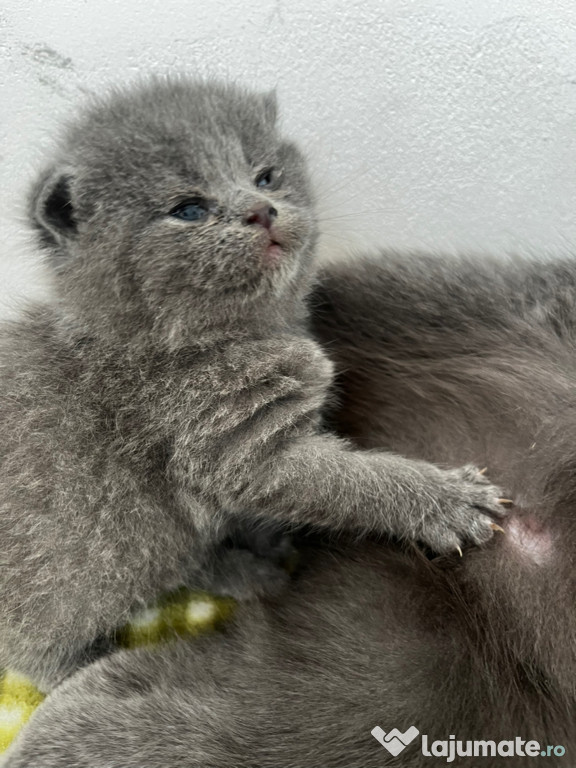 Pui British Shorthair și Scottish Fold