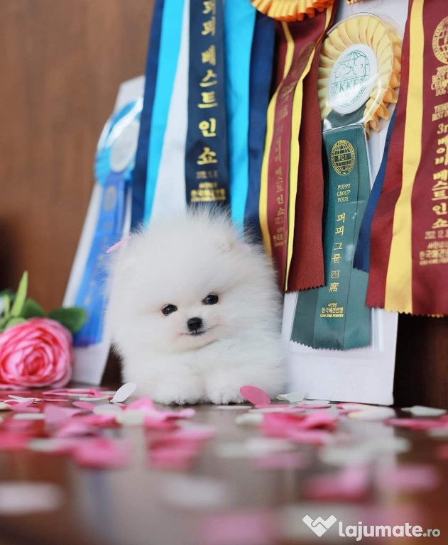 Pomeranian mini teacup puppias