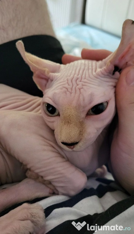 Pui pisica sphynx