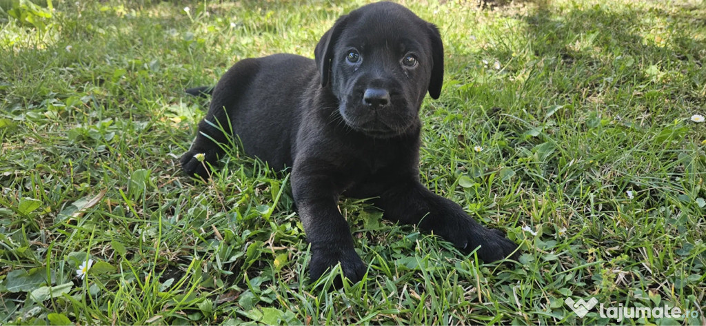 Donez Labrador persoanelor care au grija de el