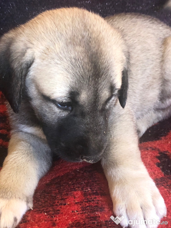 Disponibili din 25 aug pui kangal