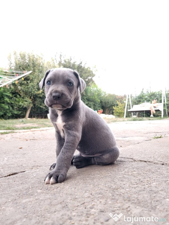 Vand Cățeluși Cane Corso