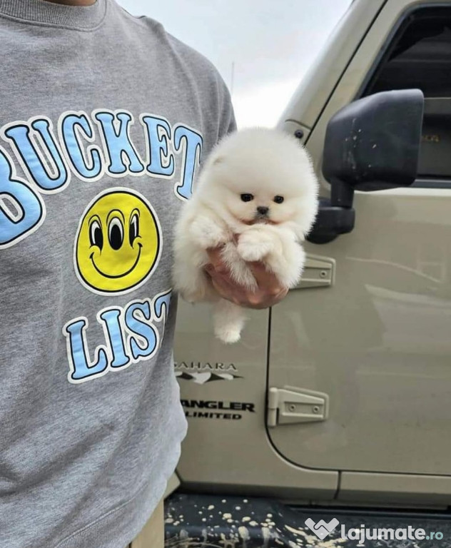 Pomeranian mini teacup