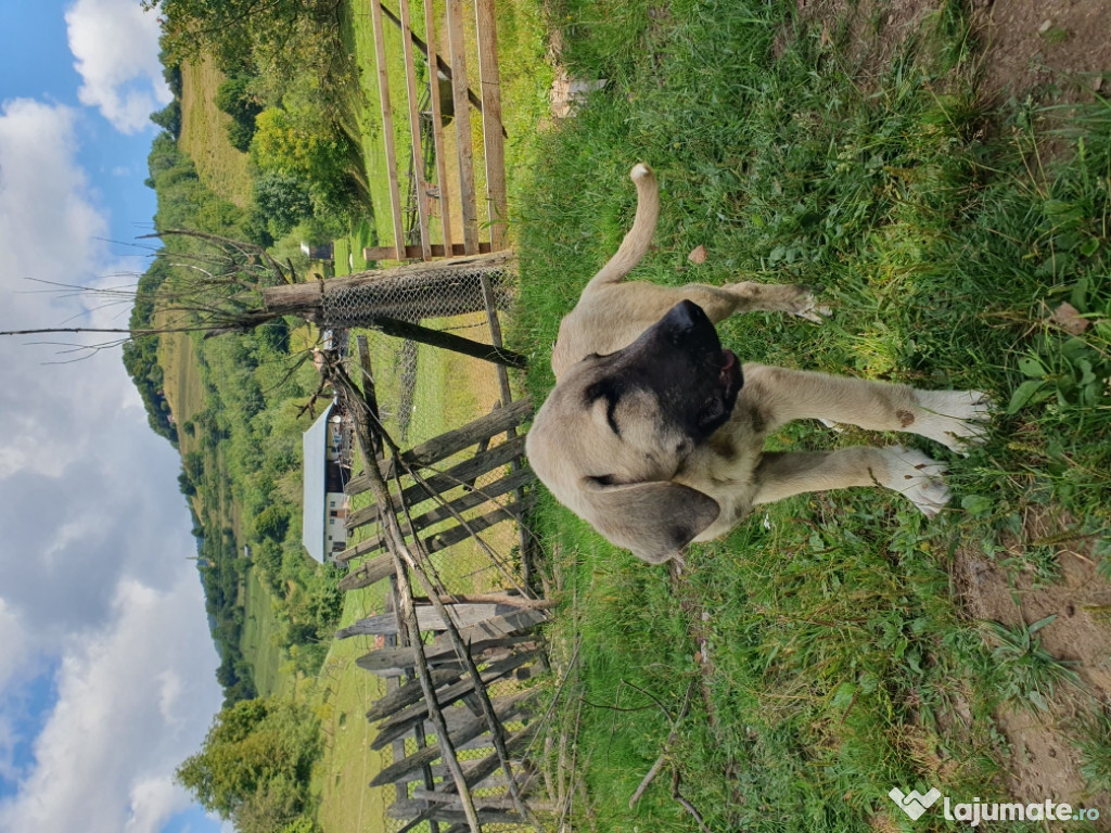 Cățel kangal de vânzare