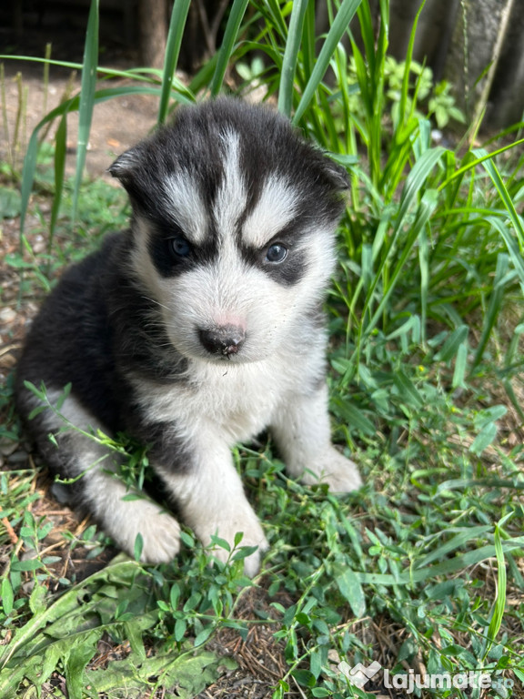 Vând pui husky siberian