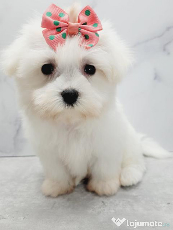 Bichon maltez alb minij toy