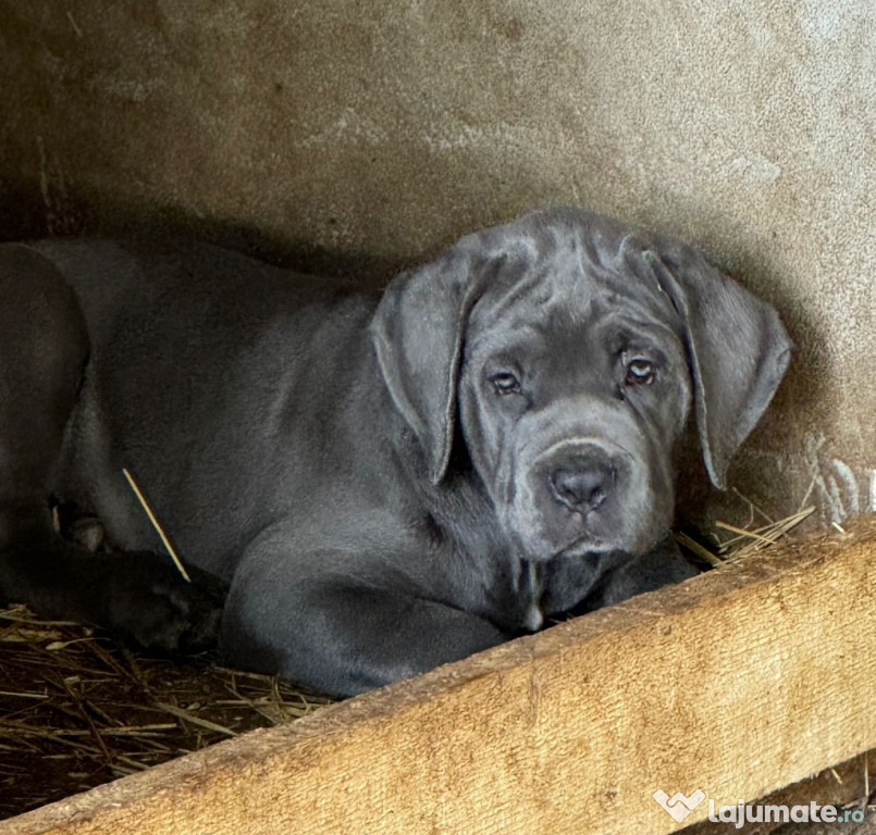 Căței Cane Corso cu pedigree