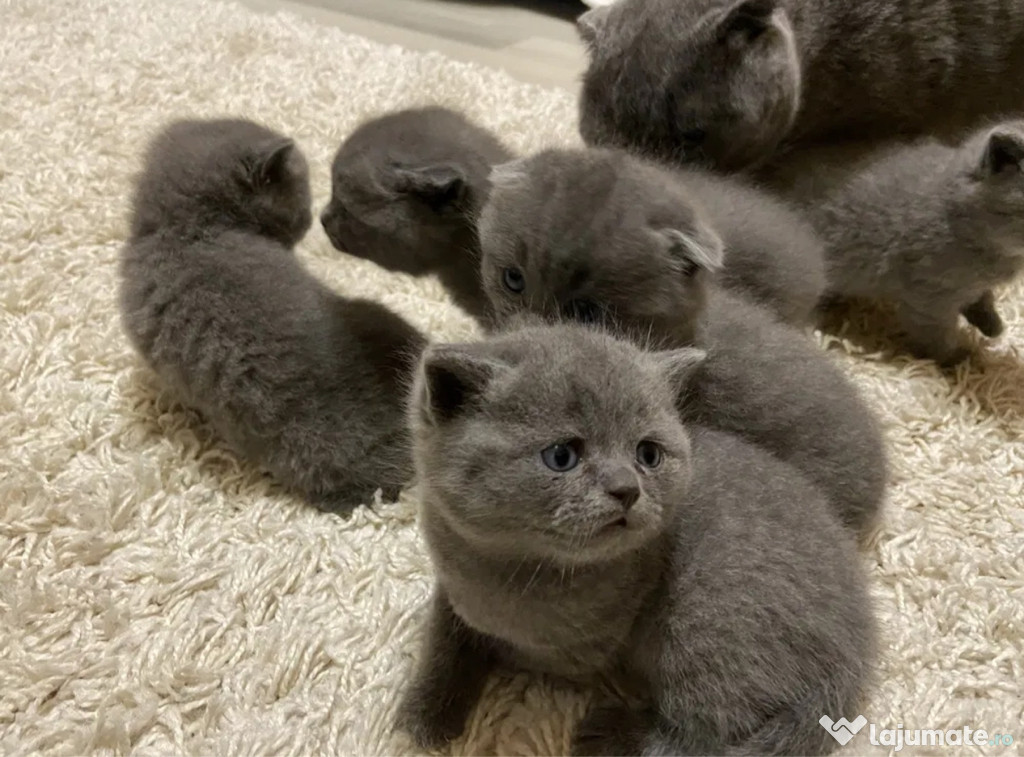 British shorthair