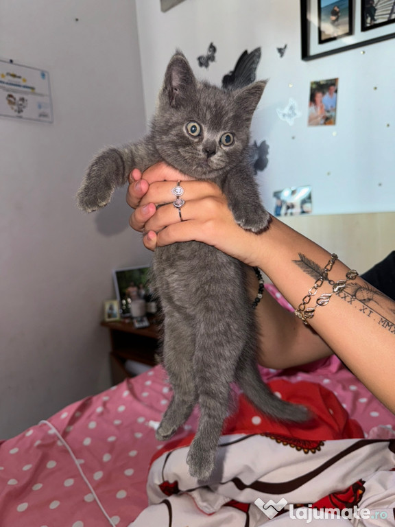 Vand pui de british shorthair