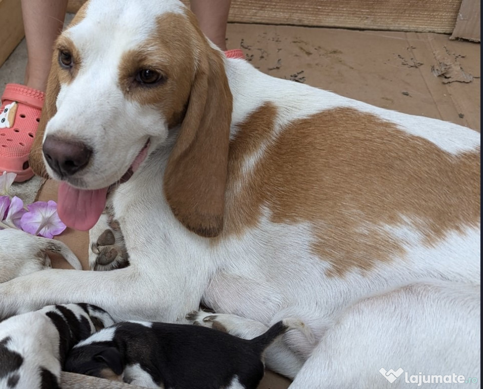 Pui Beagle bicolori si tricolori