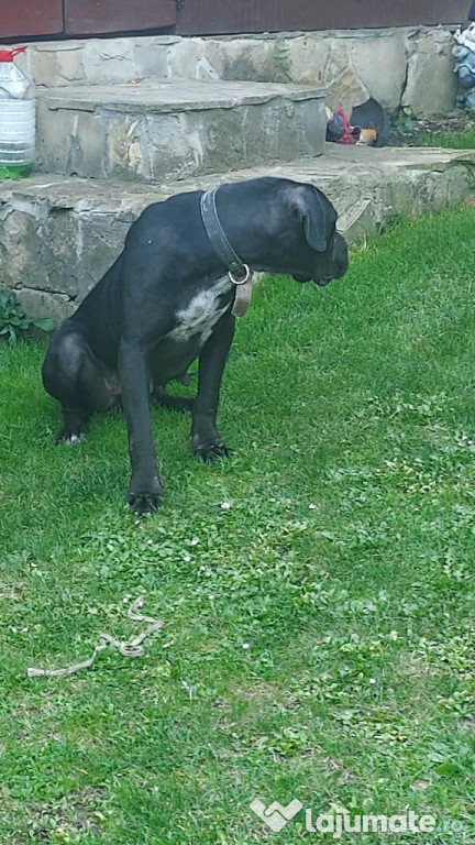 Catelusa cane corso