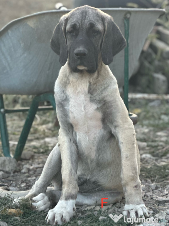 Vând căței Kangal-Malakli