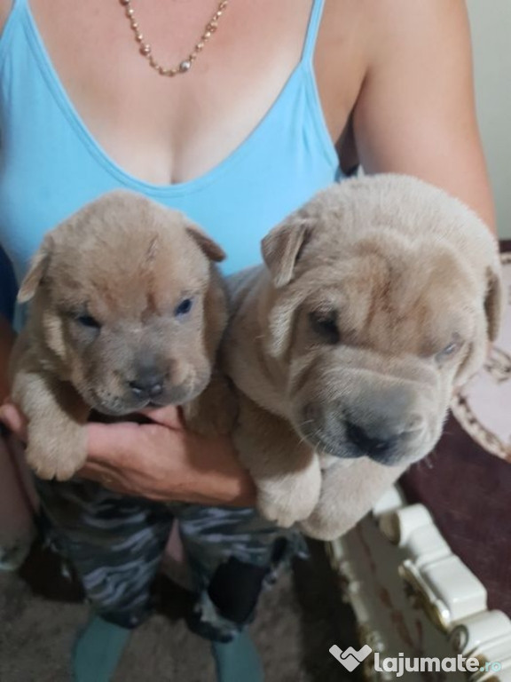 Shar pei cafeniu