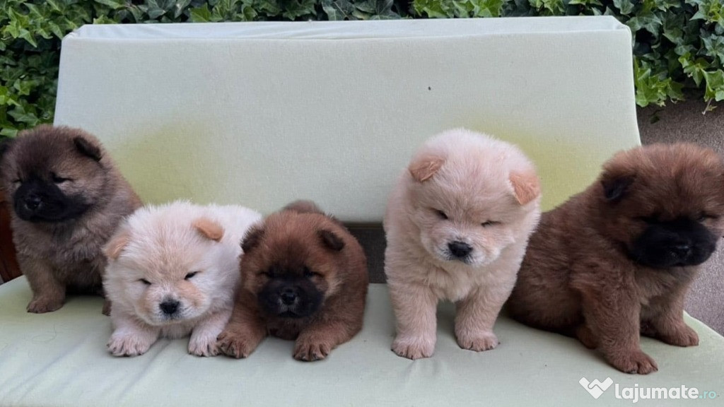 Chow Chow catelusi de vanzare